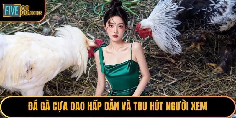Đá gà cựa dao hấp dẫn và thu hút người xem